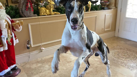Impatient Bouncing Great Danes Can't Wait To Go For A Car Ride