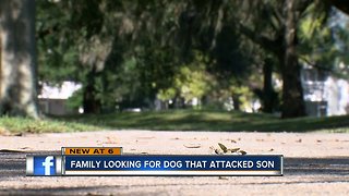 Teen hospitalized after dog reportedly bites him on walk in Palm Harbor neighborhood