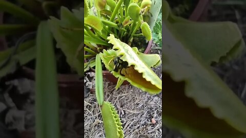 Planta Carnívora devorando um inseto que estava dando bobeira