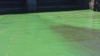 Concern over algae containing microcystin on Lake Okeechobee