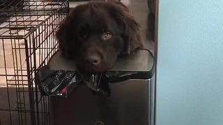 Dog demonstrates irresistible begging style