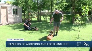 Benefits of adopting and fostering pets