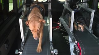 New mobile company in Cleveland helping man's best friend get exercise, care