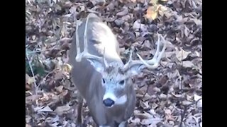 Bow hunting Big Ohio Whitetail Bucks (Harvest)