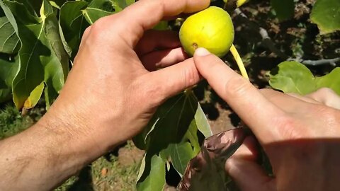 Protect Figs from Birds with Tin Foil