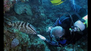 Big, friendly fish follows scuba diver for chin scratch