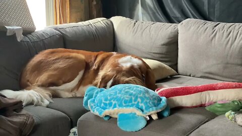 Happy napping- big dogs love snuggling with giant toys (St Bernard , Great Dane)