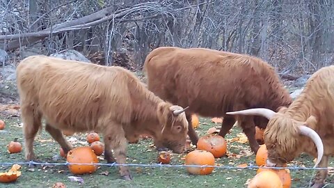 Highland Cattle Eating Pumpkins