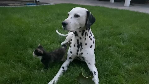 Kitten's first outdoor adventure with Dalmatian buddy on the watch