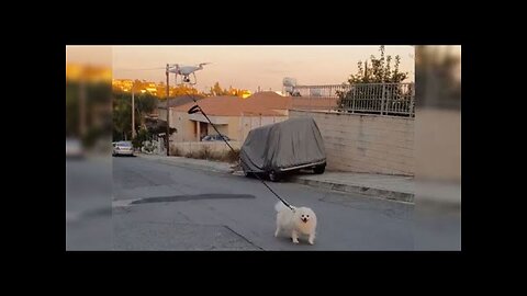 Watch a Man Walk a Dog Using a Drone