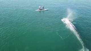 Beautiful whale swims near surfers