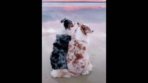 Sweet screen of couple dogs，dreamming life