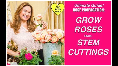 HOW TO MAKE MORE ROSE PLANTS!🌹Grow Rose Plants From Cuttings! /Shirley Bovshow