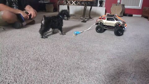 F150 RC RGT Rc4 verses Puppy