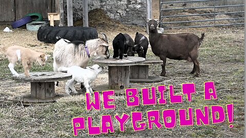 We Built A Playground For Our Baby Goats!