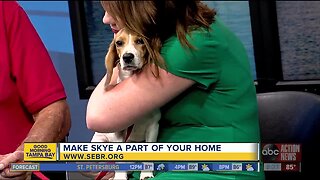 Rescues in Action Aug. 11 | Skye needs forever home