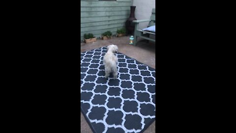 Cute dog plays with her tail