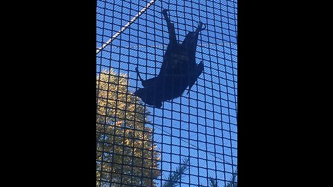 Amazing Huge Bat comes over to see us!