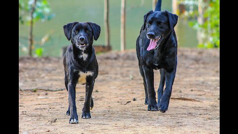 two dogs play