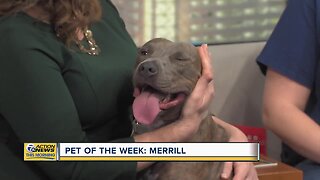 Pet of the Week: Merrill