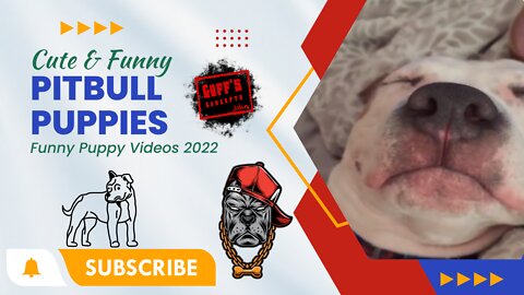 Try To Keep A Straight Face Challenge 🥴 - Cute & Funny Baby Pitbull's Funny Puppy Videos 2022