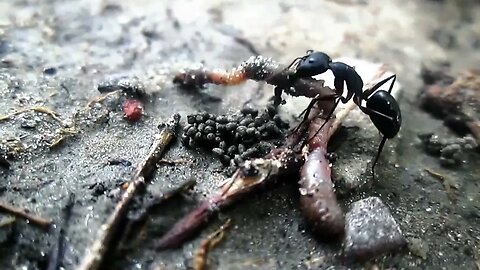 The Secrets of Living a Fascinating Life of Ants | Tanvir Anjon