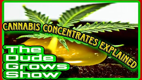 Hash or Rosin: Which Cannabis Concentrate is Best for You? - The Dude Grows Show 1,449