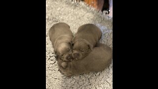 Three little puppies