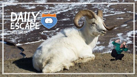 Daily Escape: dall sheep, by Oddball Escapes
