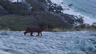 Rare caracal sighting in South Africa