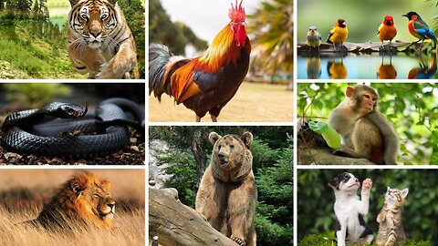 The Beginner's Guide to Bustling animal world sounds around us: Duck, Chicken, Goat, Pig