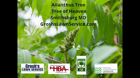 Ailanthus Tree Smithsburg MD Removal Landscaping Contractor