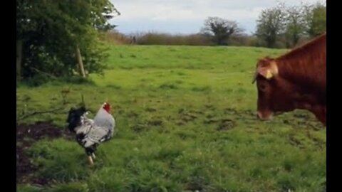 Crazy Rooster ATTACKS Cows