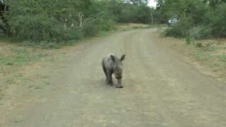 Un piccolo rinoceronte gioca con i turisti