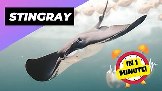 Stingray - In 1 Minute! 🌊 One Of The Most Dangerous Ocean Creatures In The World