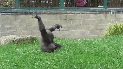 Goofy gorilla youngster lets loose for the weekend