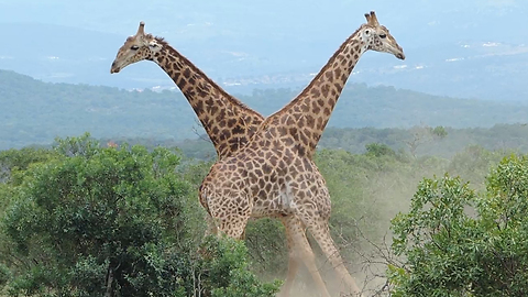 Giraffes Go Neck-To-Neck In Epic Fight: SNAPPED IN THE WILD