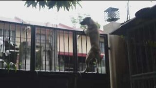 Clever dog jumps backyard gate to play on street