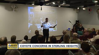 Coyote concerns in Sterling Heights