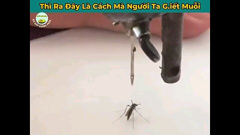 how to kill moskitos