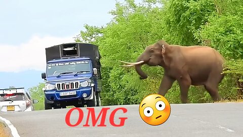 Elephant 🐘 Attack long vehicle 😱😱😱😱