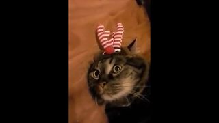 "Adorable Cat Gets Christmas Ready"