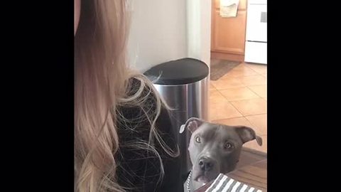 Vocal Pit Bull refuses to leave owner alone