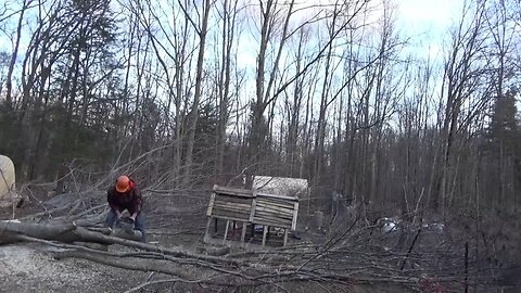 Finished Felling 8 Trees In Front Of My Tiny House On Wheels