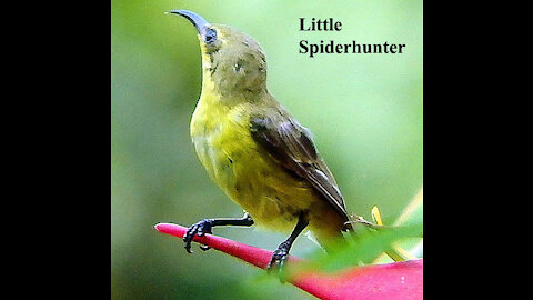 Little Spiderhunter bird video