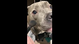 Pretty pit bull receives super adorable beauty treatment
