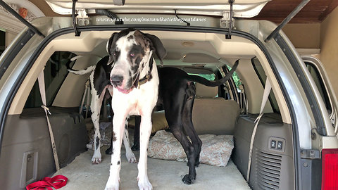Excited Great Danes Love To Go For A Car Ride
