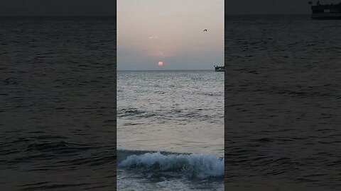 Dolphins at Clearwater Beach!