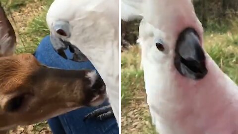 Curious fawn gently pulls on cockatoo's feathers