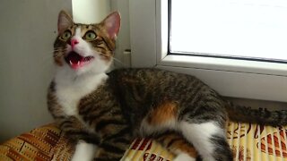 Kitten Prepares to Yawn